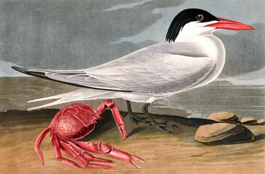 Cayenne Tern, Sterna Maxima, from The Birds of America
