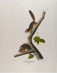 Columbian Squirrel