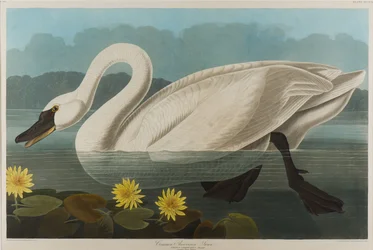 Common American Swan, 1838
