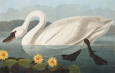 Common American Swan, Cygnus Americanus, from The Birds of America by John J. Audubon, pub. 1827-38