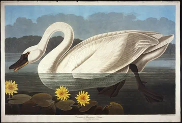 Common American Swan. Whistling Swan