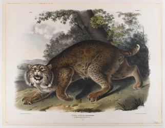 Common American wildcat