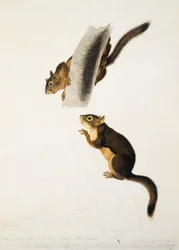 Douglas Squirrel, for the folio The Viviparous Quadrupeds of North America, published in 1845
