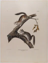 Downy Squirrel