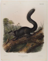 Dusky squirrel