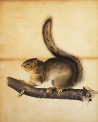 Eastern Grey Squirrel in Full Winter Coat