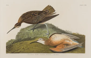 Esquimaux Curlew, 1834