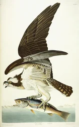 Fish Hawk