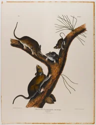Florida Rat