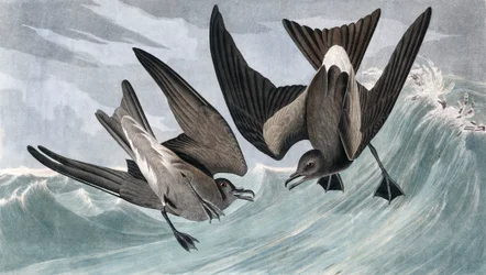 Fork Tailed Petrel, Thalassidroma Leachii, from 
