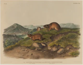 Georychus Helvolus & Georychus Trimucronatus