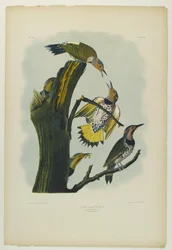 Golden-winged Woodpecker