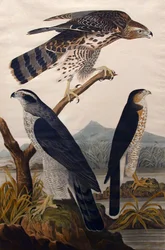 Goshawk, Stanley Hawk No. 29, 1830
