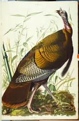 Great American Beck Male. Wild Turkey