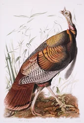 Great American Cock, or Wild Turkey