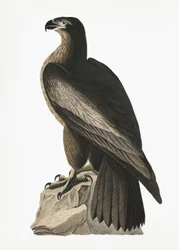 Great American Sea Eagle from Birds of America (1827)
