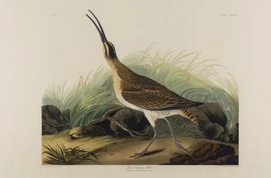 Great Esquimaux Curlew, 1835