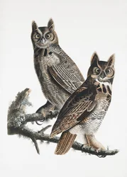 Great Horned Owl from Birds of America (1827)