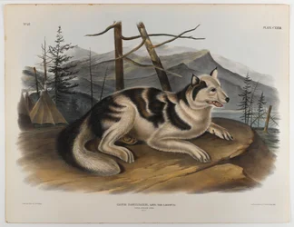 Hare Indian dog