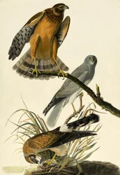 Hen Harrier, Circus Cyaneus, from The Birds of America