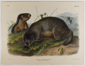Hoary marmot