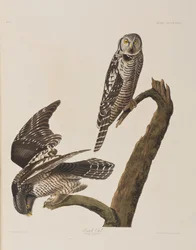 Illustration from 