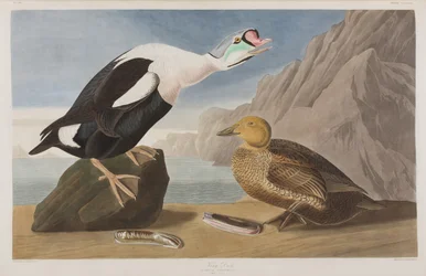 Illustration from 