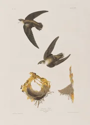 Illustration from 
