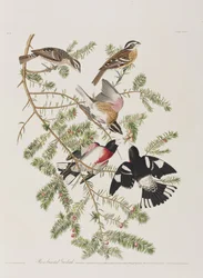 Illustration from 