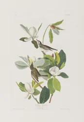 Illustration from 