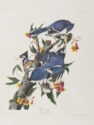 Illustration from 