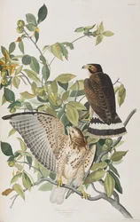 Illustration from 