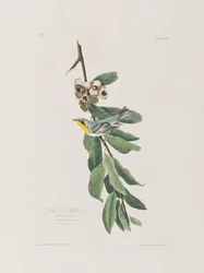 Illustration from 