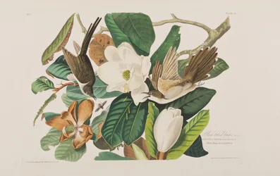 Illustration from 