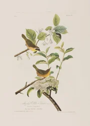 Illustration from 