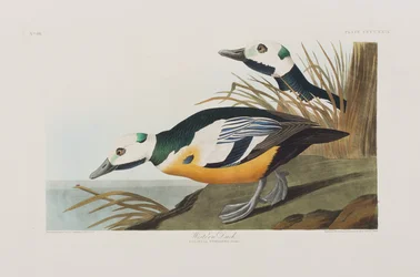 Illustration from 