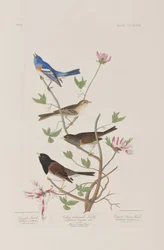 Illustration from 