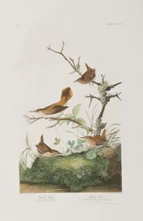 Illustration from 