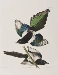 Illustration from 