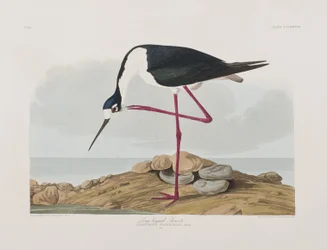 Illustration from 