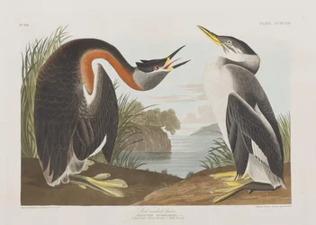 Illustration from 