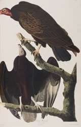 Illustration from 