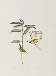 Illustration from 