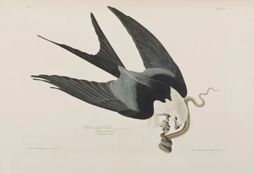 Illustration from 