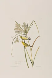 Illustration from 