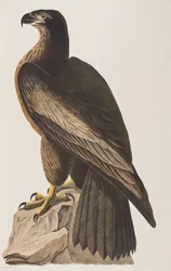 Illustration from 