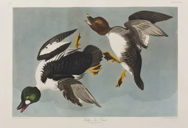 Illustration from 