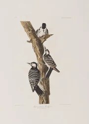 Illustration from 