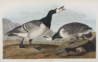 Illustration from 