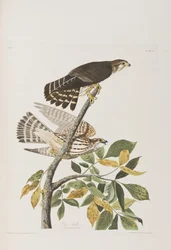 Illustration from 
